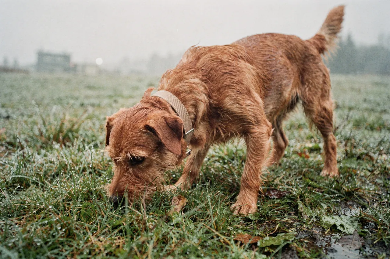 Medium reddish terrier-mix dog with its nose in wet grass on an overcast morning, simple collar, no leash