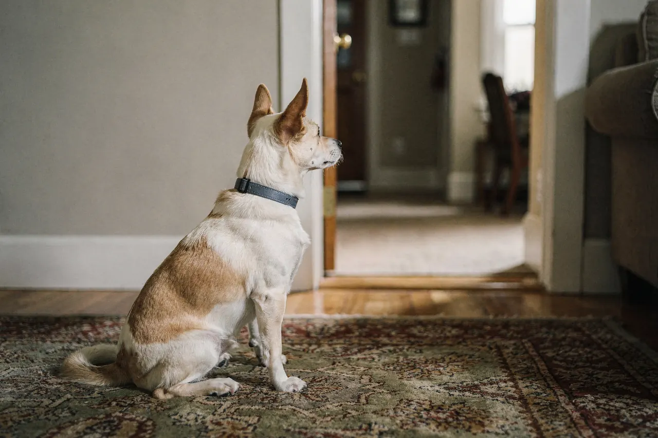 Small cream-and-tan mixed dog sitting on a worn living-room rug, looking toward an open doorway