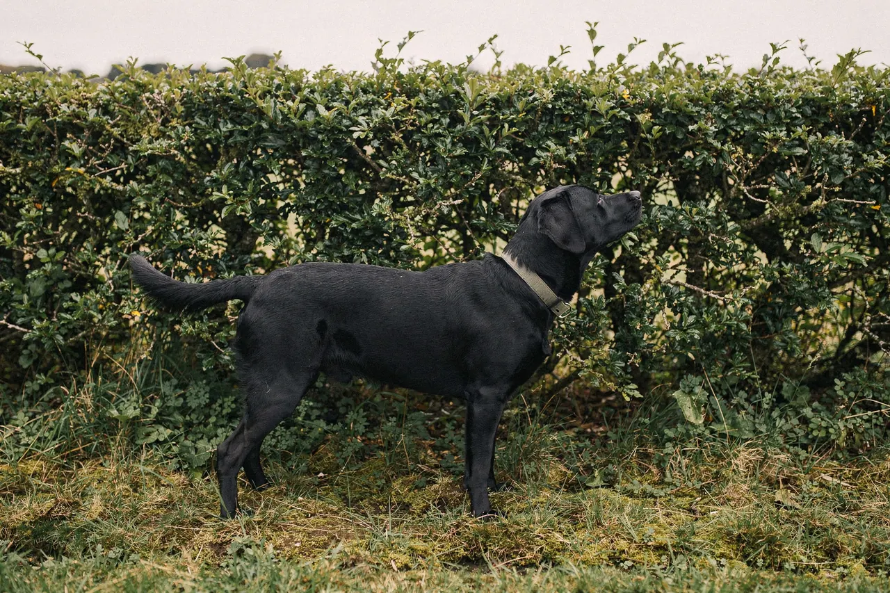 Black Labrador standing at a hedgerow with muzzle slightly raised, reading scent on still air