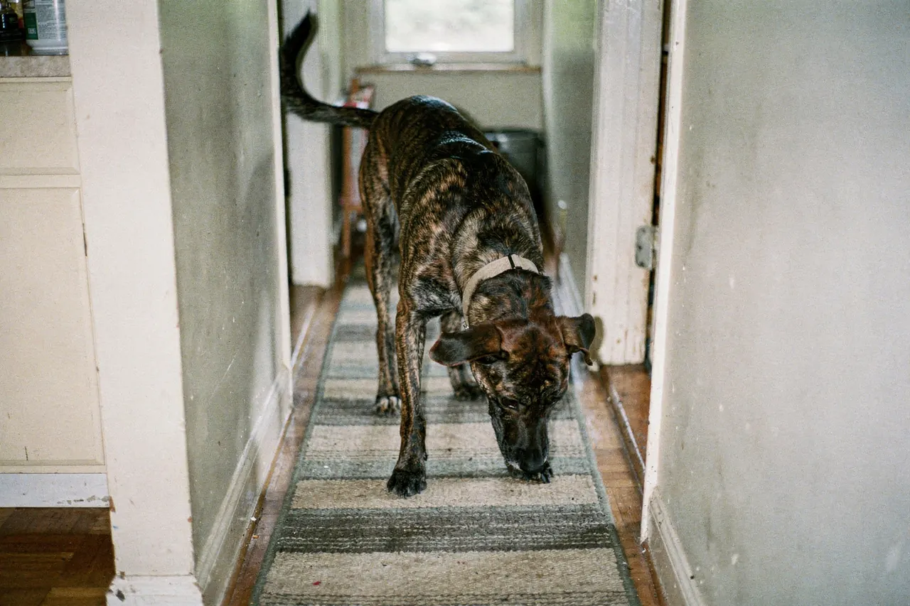 Brindle mixed-breed dog sniffing along a hallway runner in an ordinary apartment