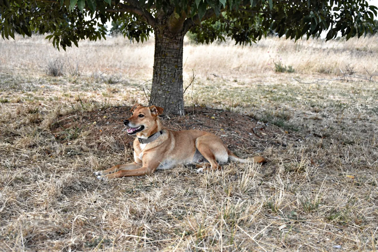 Short-haired tan mixed dog lying in tree shade on dry summer grass