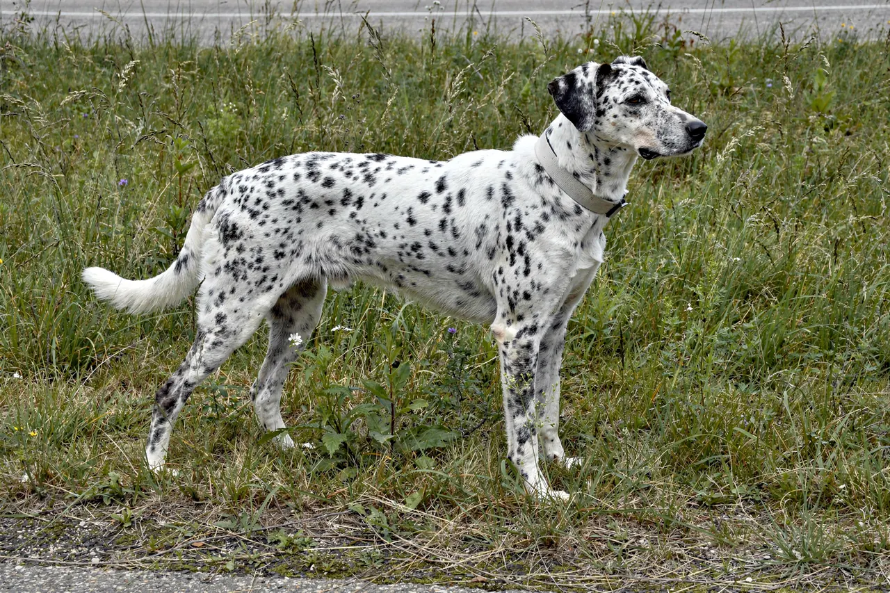 White-and-black spotted short-haired dog standing in tall roadside grass after a walk, simple collar