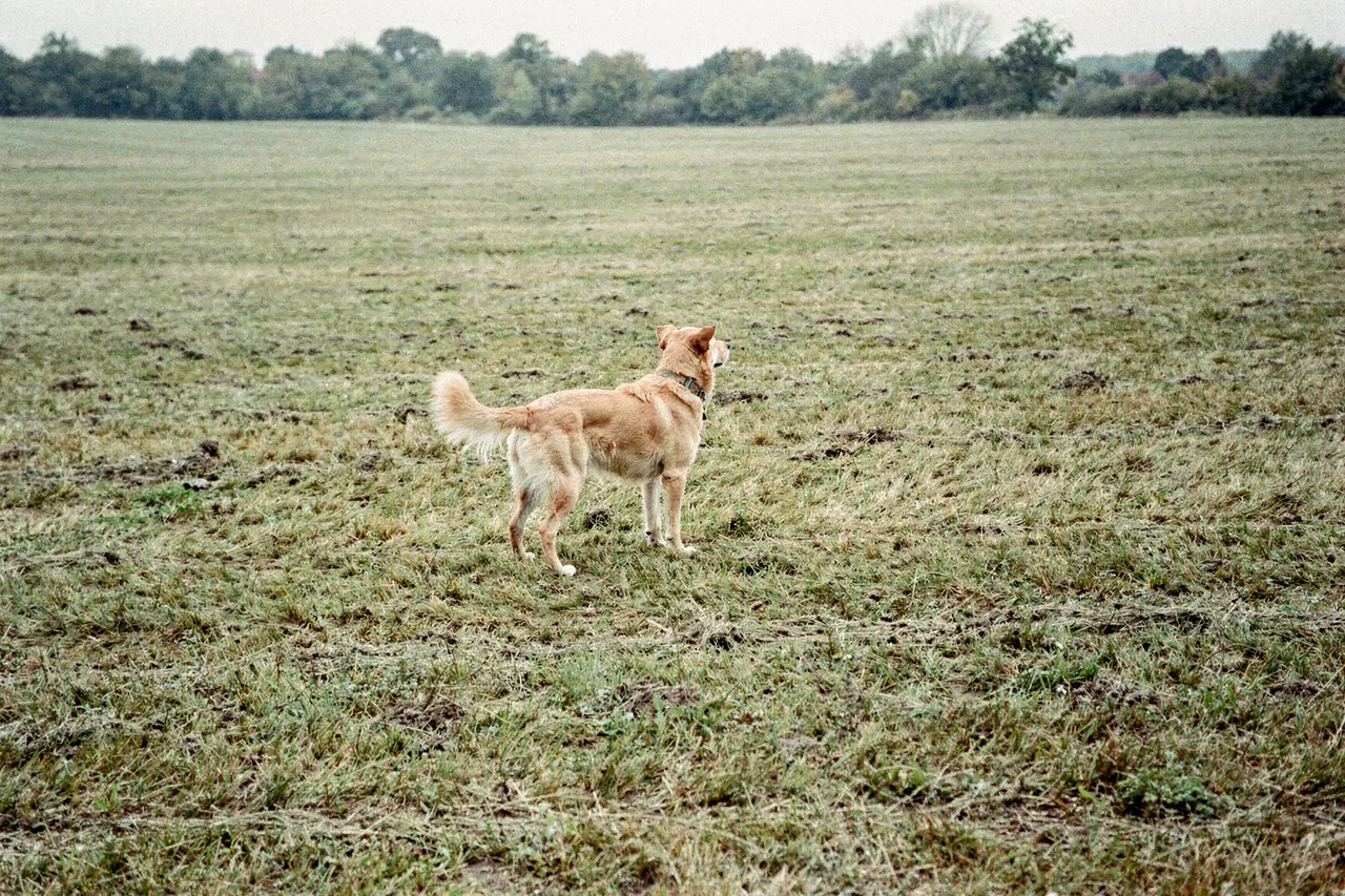 Golden mixed dog in an open field looking back over its shoulder, mid-recall, no leash