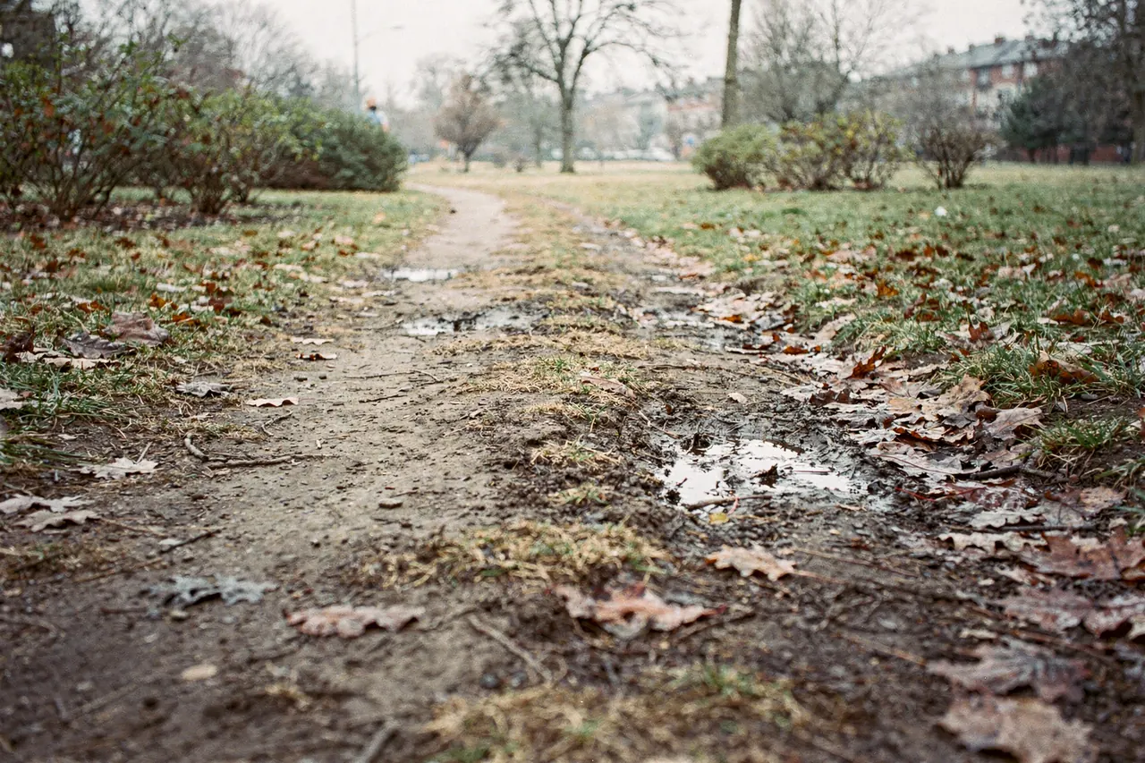 Quiet overcast dirt path at a park edge after rain, worn ground and wet leaves
