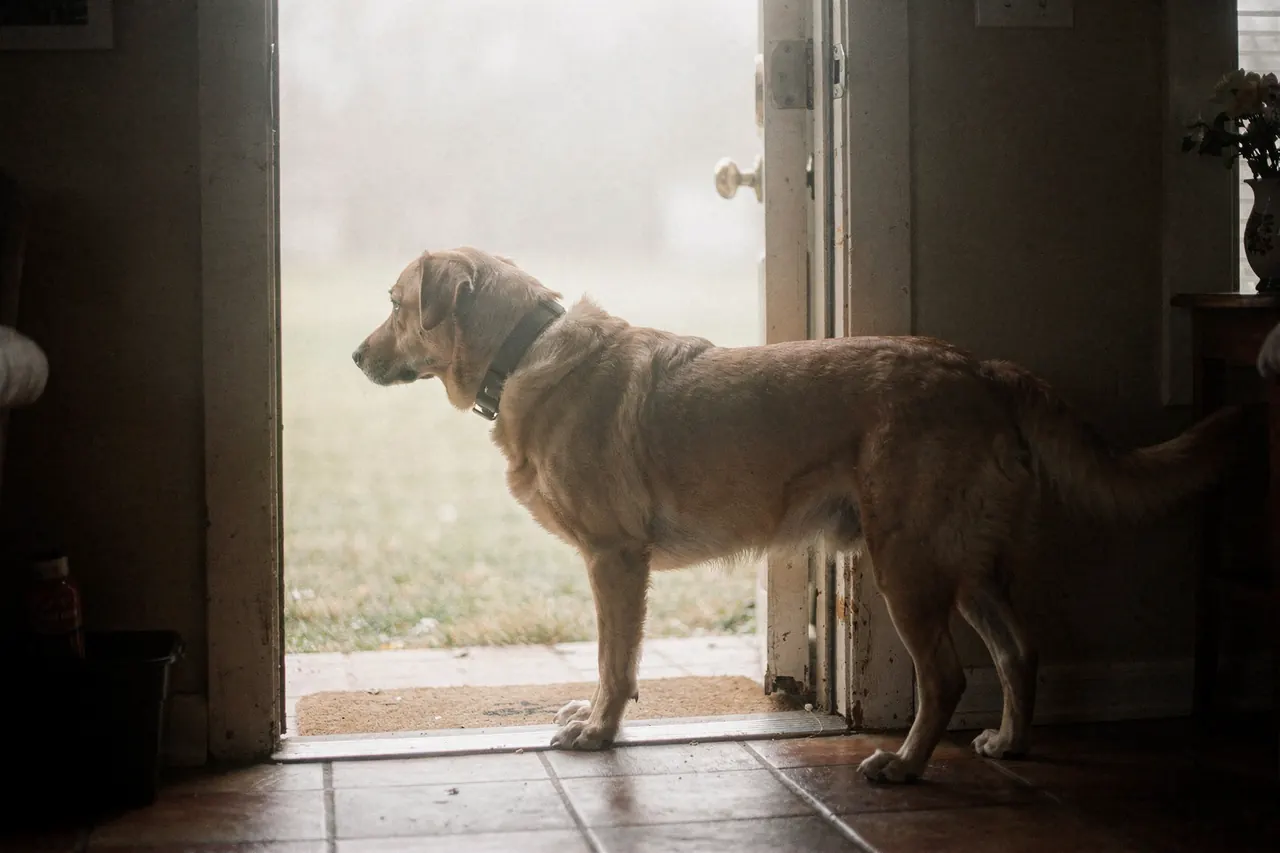 Tan mixed dog standing just inside a back door looking out at pale hazy outdoor light
