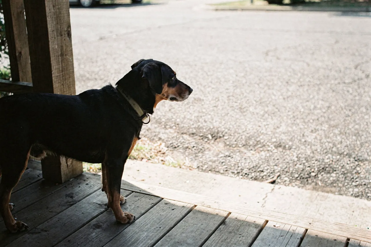 Black-and-tan short-coated dog standing on a shaded porch looking toward bright pavement beyond