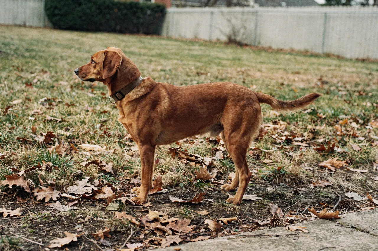 Shorthaired brown dog standing in leaf litter at a yard edge after a walk
